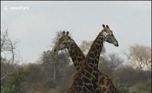 How peculiar is the reproduction process of giraffes?How ferocious is a ...
