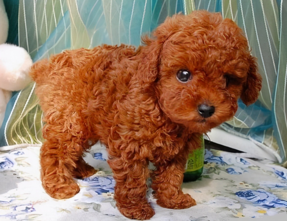 Why does Teddy "not sleep in the kennel" and like to sleep with you