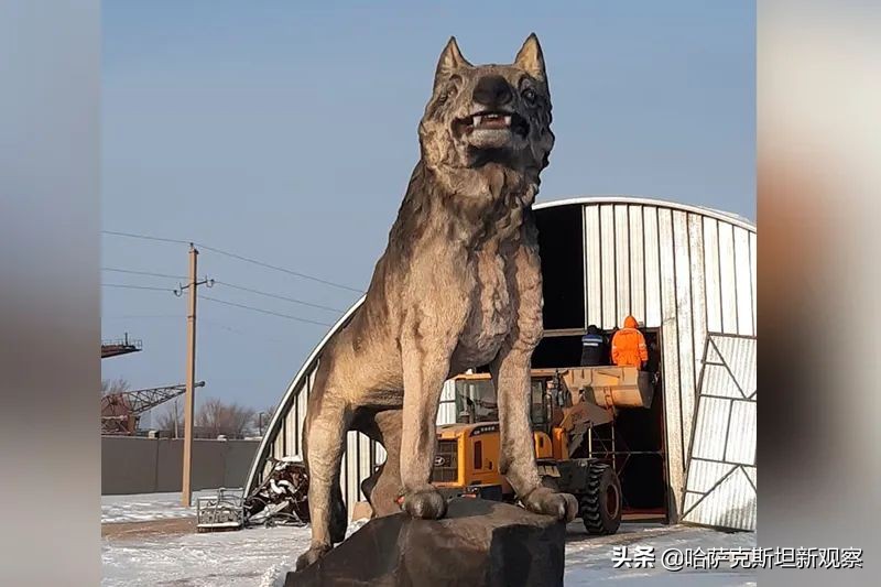 The world's largest wolf is in Kazakhstan iNEWS
