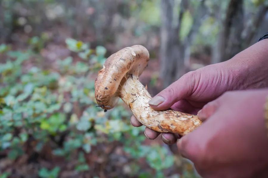 Which is better, Chinese matsutake or Japanese matsutake? iNEWS