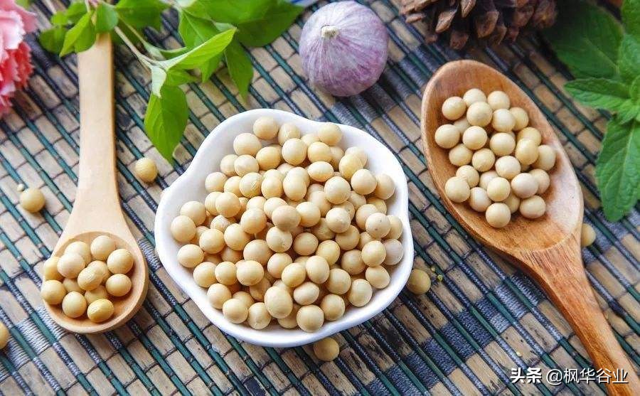 Introduction to the edible value and nutritional content of soybeans