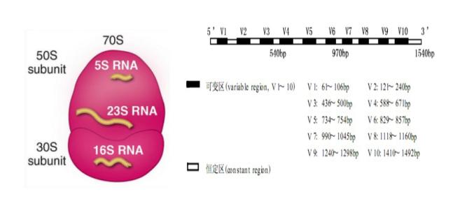 16s Rrna High Throughput Sequencing Technology Helps Microbial Diversity Research Inews