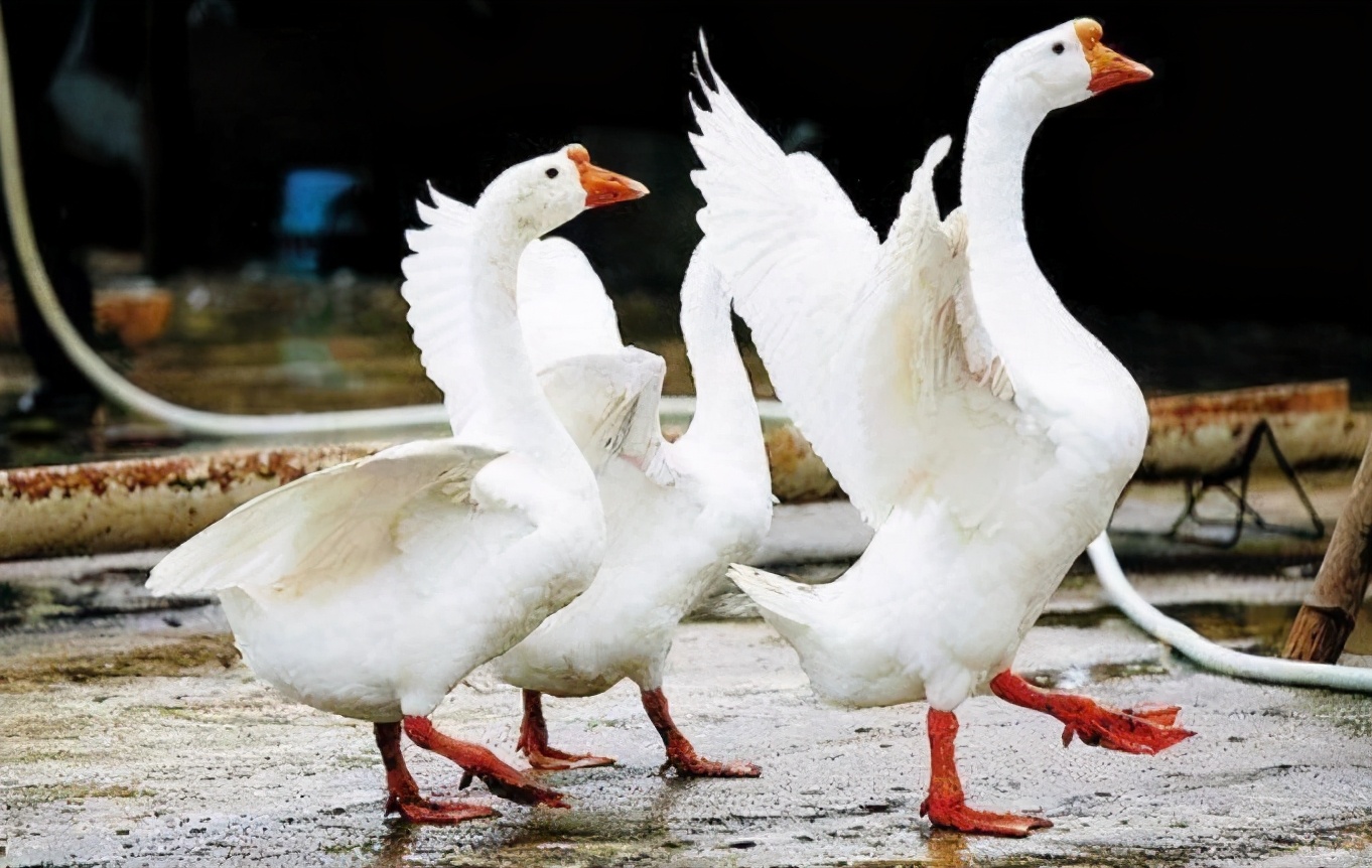 Why do snakes run away where there are geese, and goose dung can really