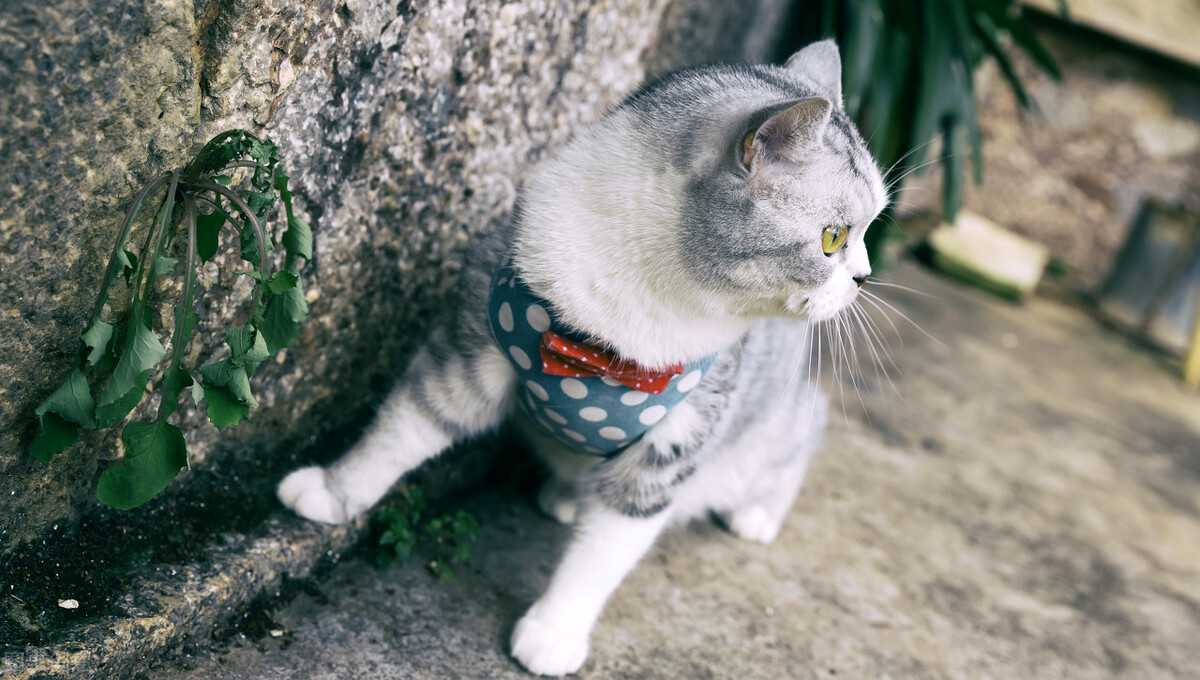 Can cats catch a cold and runny nose? iNEWS