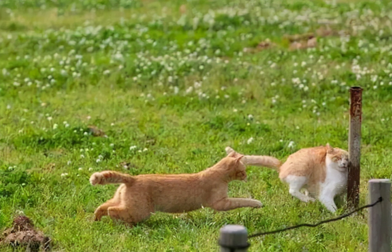 Why does the female cat turn her head and attack the male cat after the