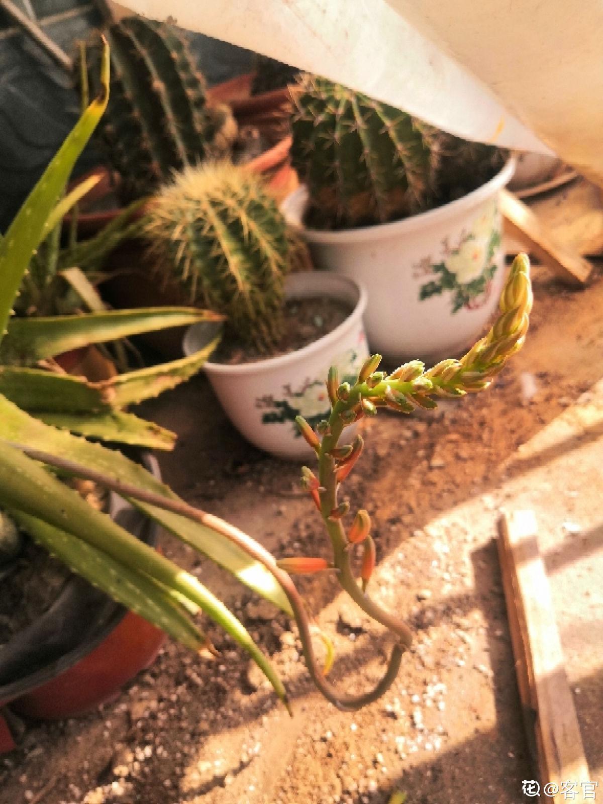 The aloe vera raised at home has a bunch of big flower arrows. Good