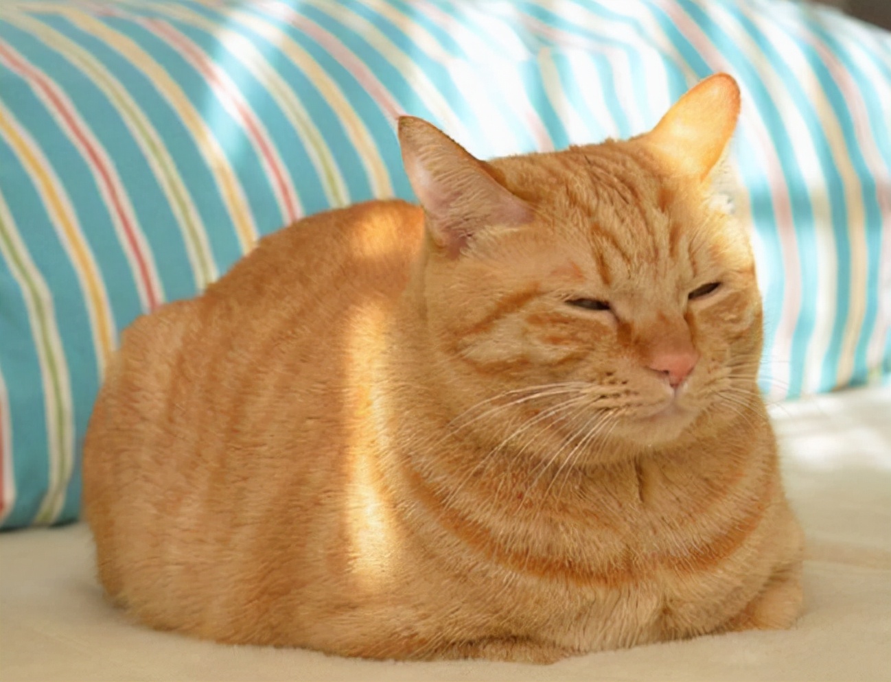 Why do female cats roll around after mating, turning their heads to