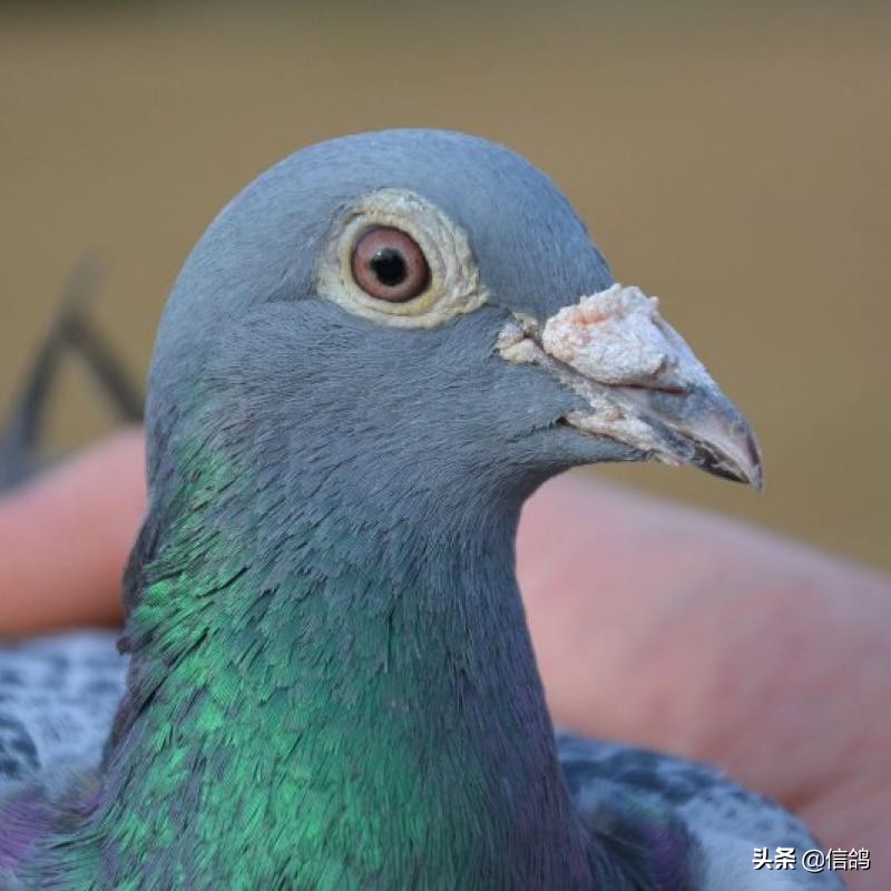 There are many ways to raise pigeons, and it is not easy to follow the