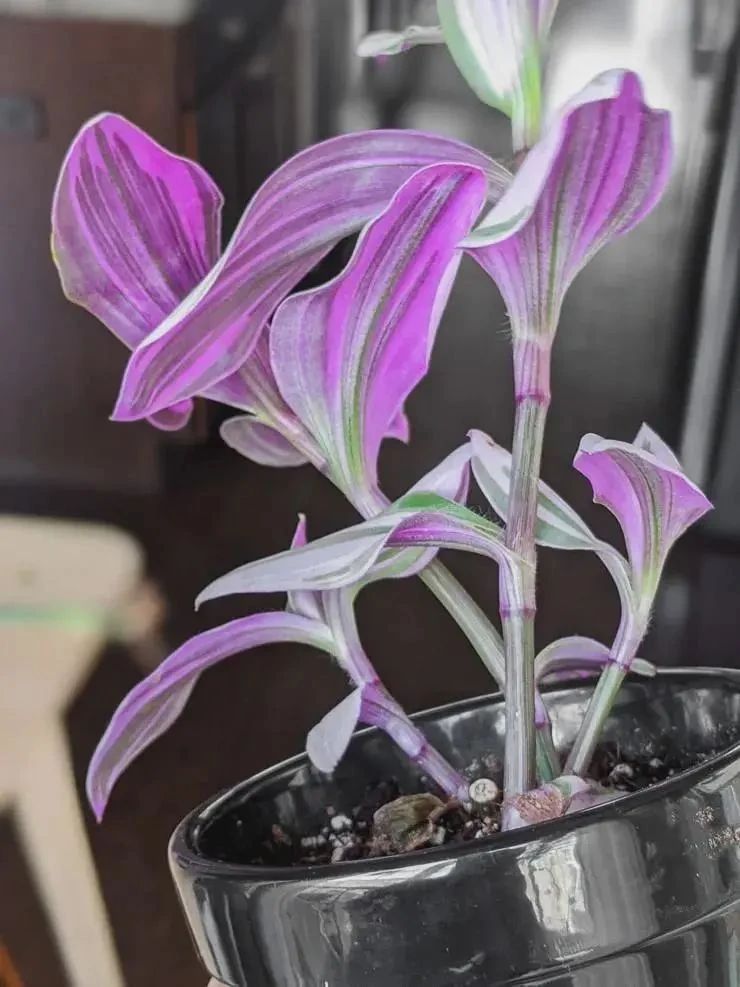 The difference between oil painting wedding spider plant, wedding spider  plant and rouge cloud, how to grow them to bloom? - iNEWS