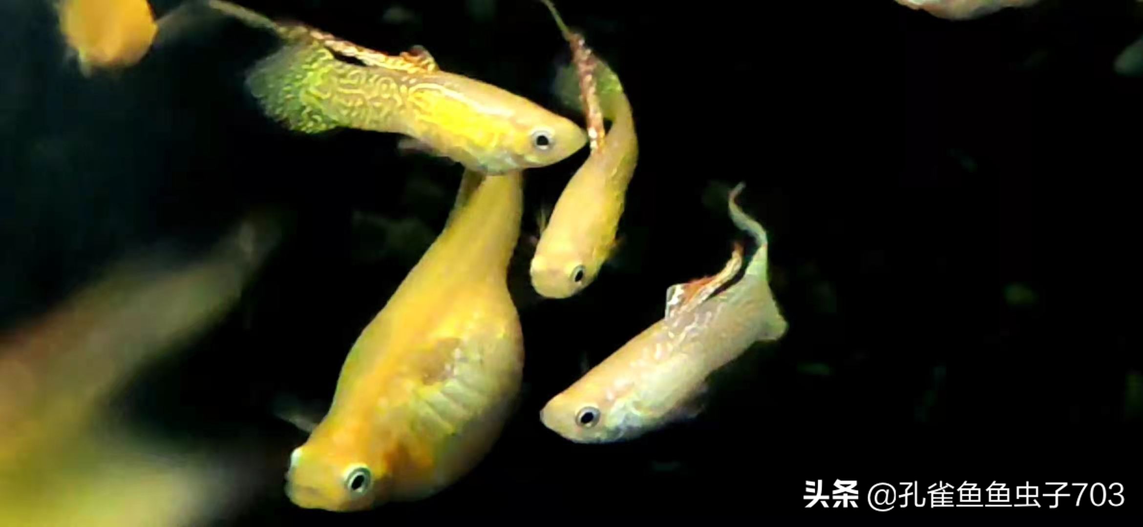 How do guppies mate? iNEWS