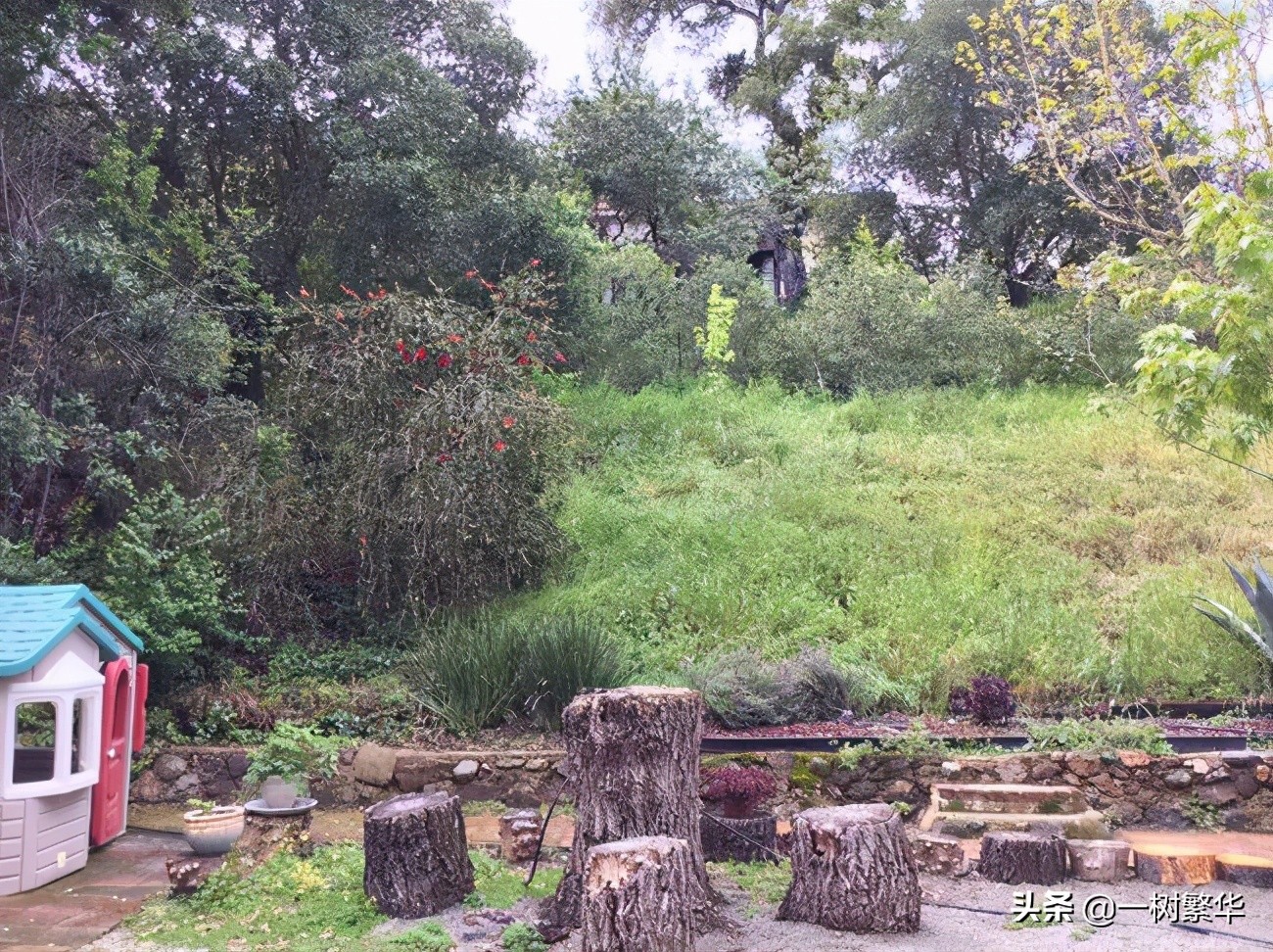 As the saying goes "Don't be afraid of the willow tree at the grave