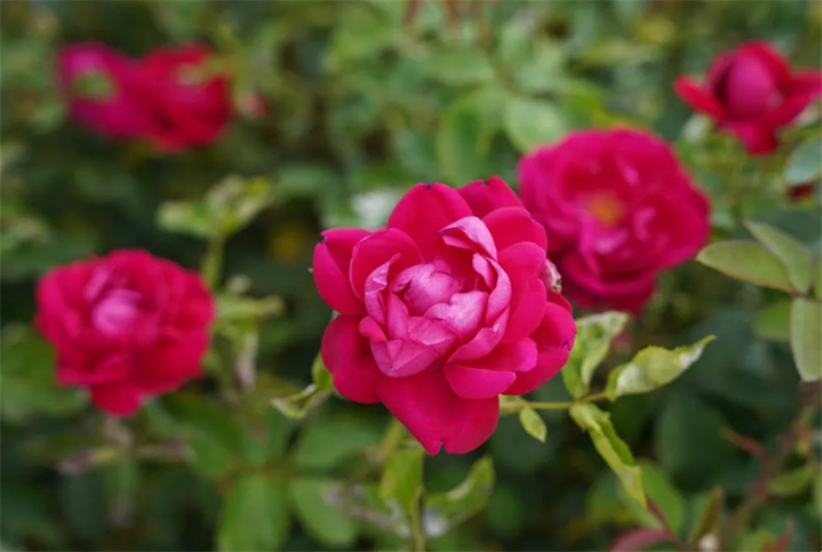 Don't worry about the white spots on the rose stems, trim and disinfect, keep good ventilation