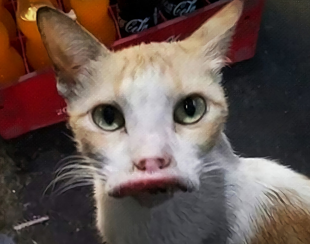 After watching these photos of cats stung by bees and deformed, I let out a goose laugh iNEWS