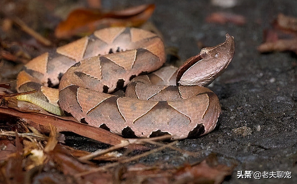 200,000 people are bitten by poisonous snakes every year! Do you