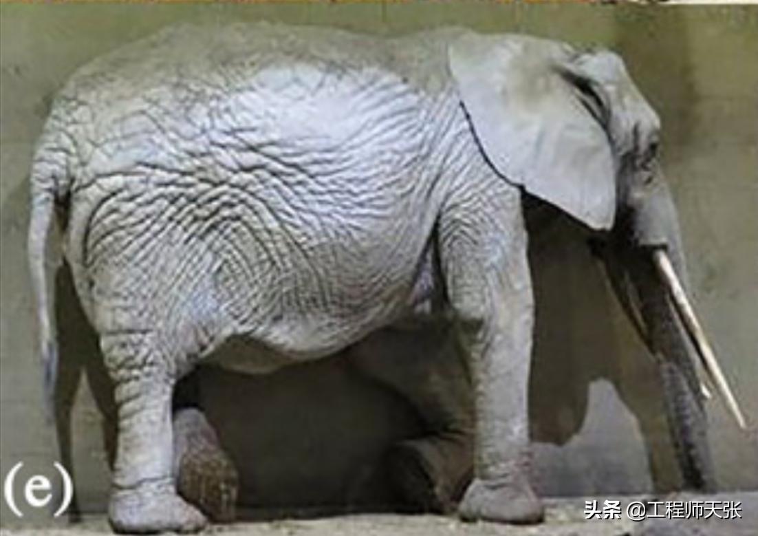 Does the elephant sleep standing up or lying down?The sleeping posture