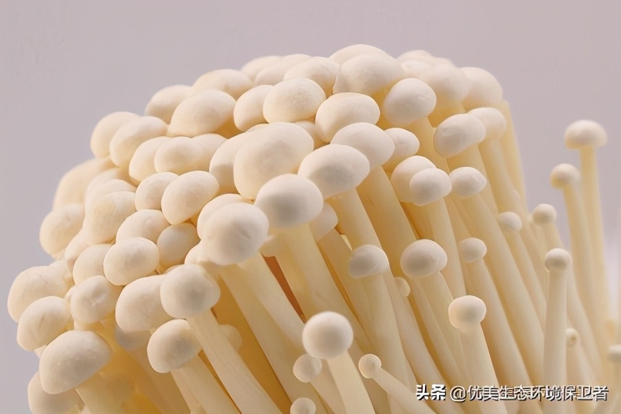 Enoki mushrooms are jokingly called "See you tomorrow." Wouldn't they