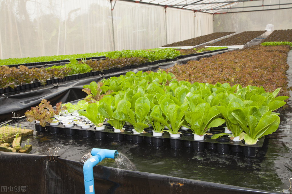 What should I do if hydroponic plants are not growing well and yellow