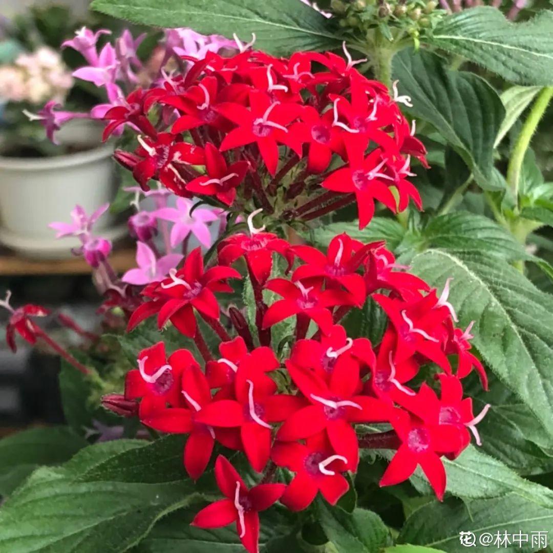 21 kinds of bully flowers, come to you iNEWS