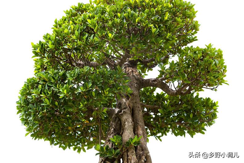 What is the reason why the leaves of the banyan tree turn yellow and