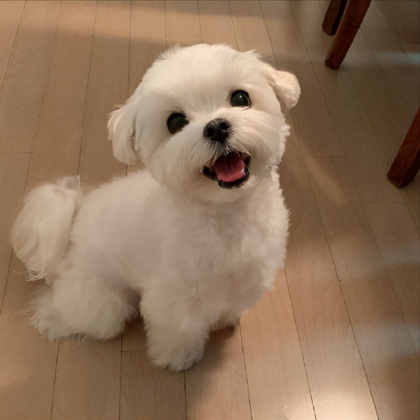 If you want to raise a dog that is easy to raise and not too expensive