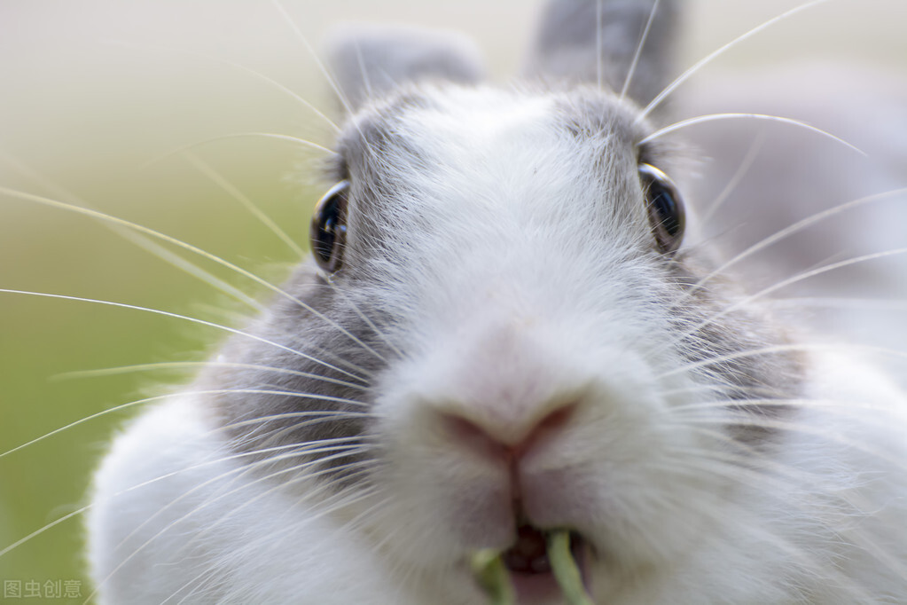How to judge rabbit constipation iNEWS