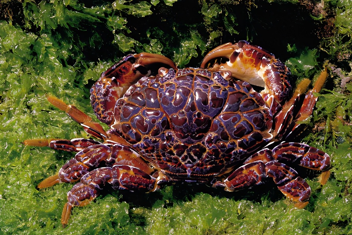 There are several species of crabs that are highly poisonous in the