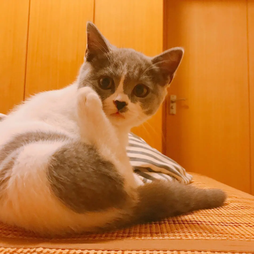 Why do cats love to bite paper towels?Don't think it's stupid anymore