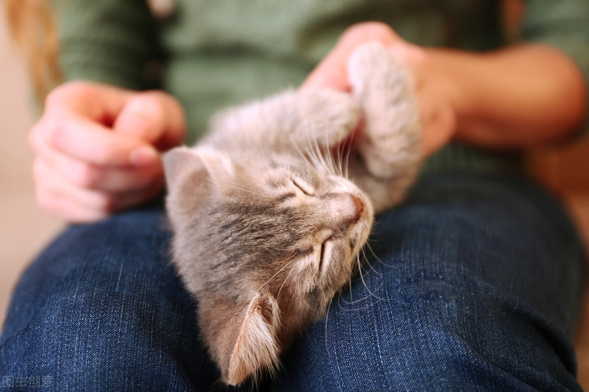 How do cats express good feelings? iNEWS
