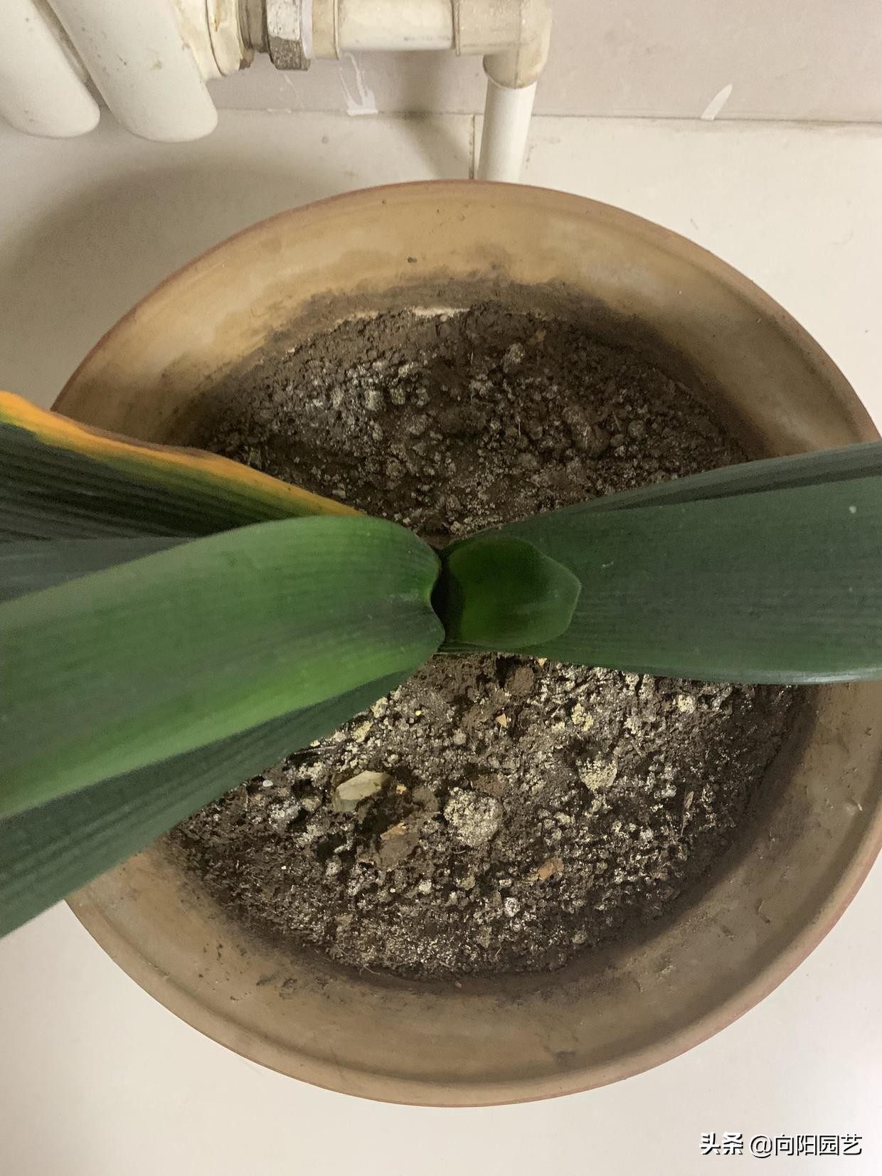 How to acidify the soil? Water the flowers with vinegar and water