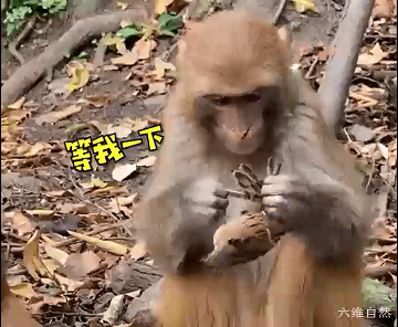 A Monkey In Guiyang Caught A Sparrow Frantically Looking For Salt On The Sparrow Making The Sparrow Look Helpless Inews