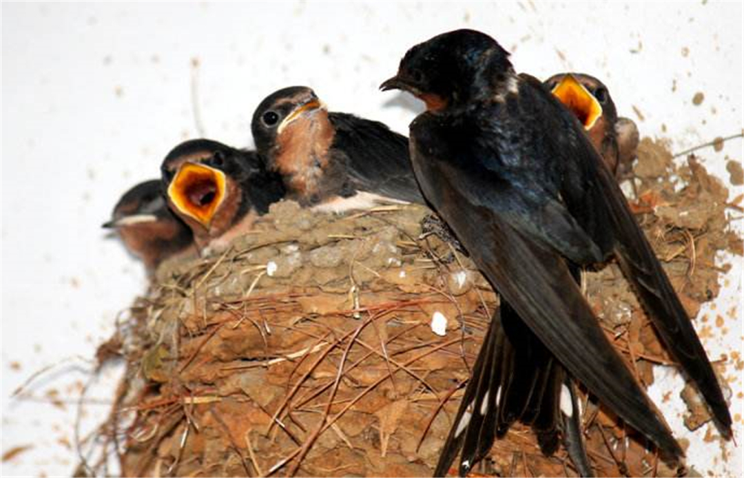 Why do swallows like to build nests under human roofs?Is the meaning