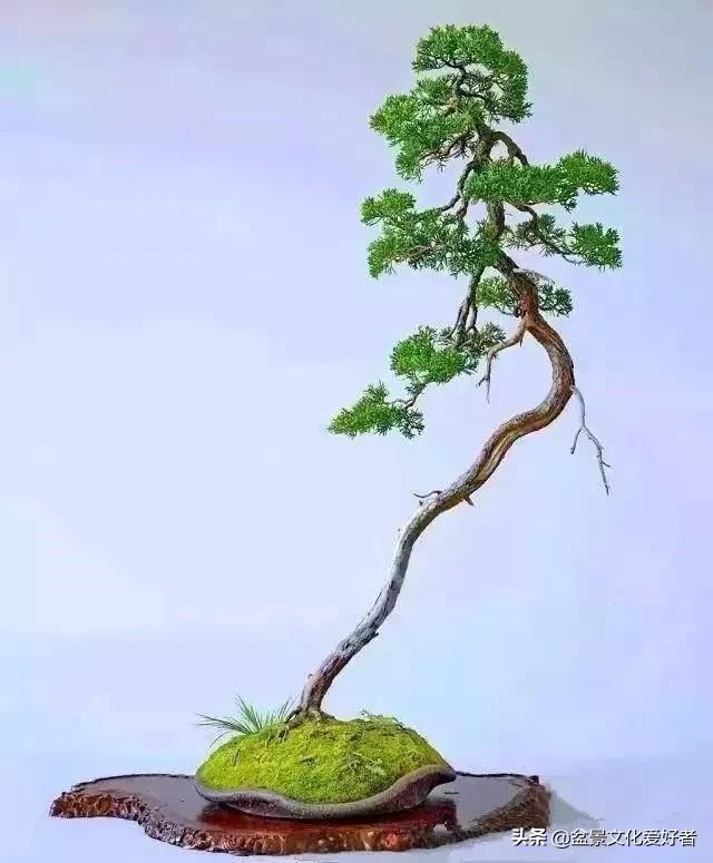 The most beautiful literati bonsai, incredible iNEWS