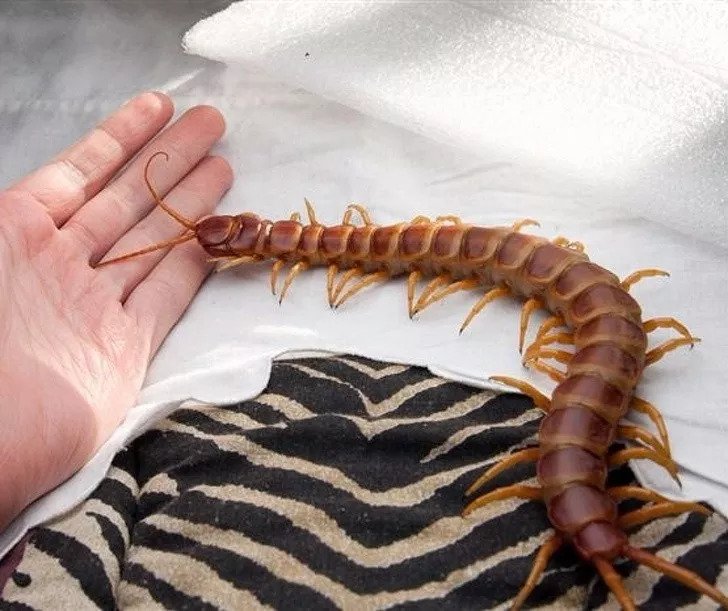 Disgusted Insect 20 most frightening and disgusting insects - iNEWS