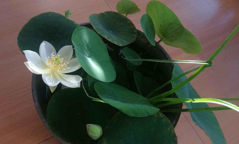 If you grow a bowl of lotus in summer, what causes the plant not to