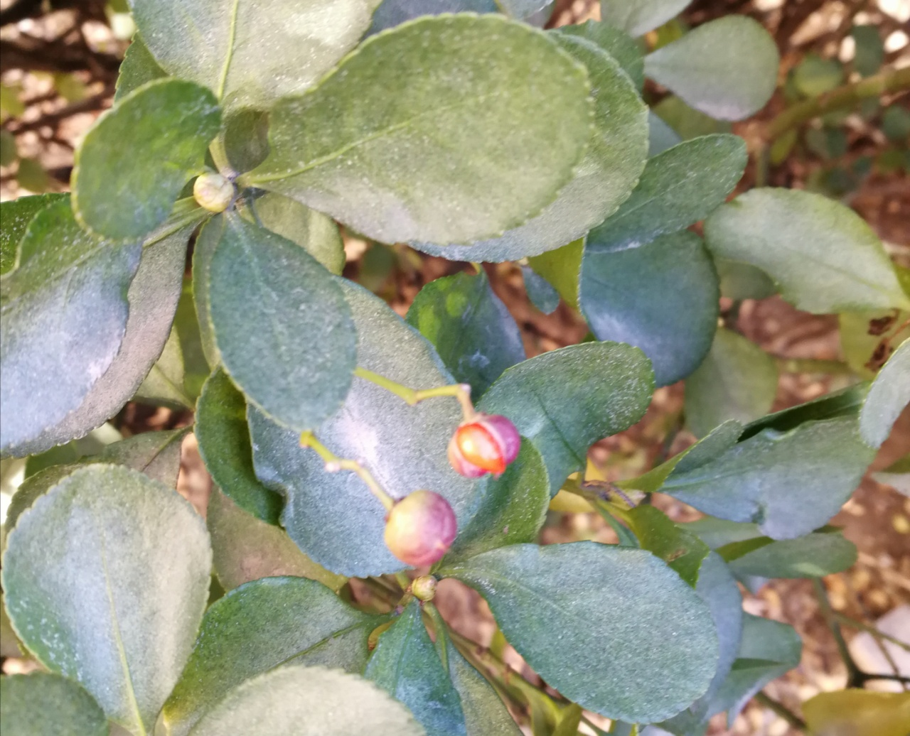 李官炳诗一首冬青子