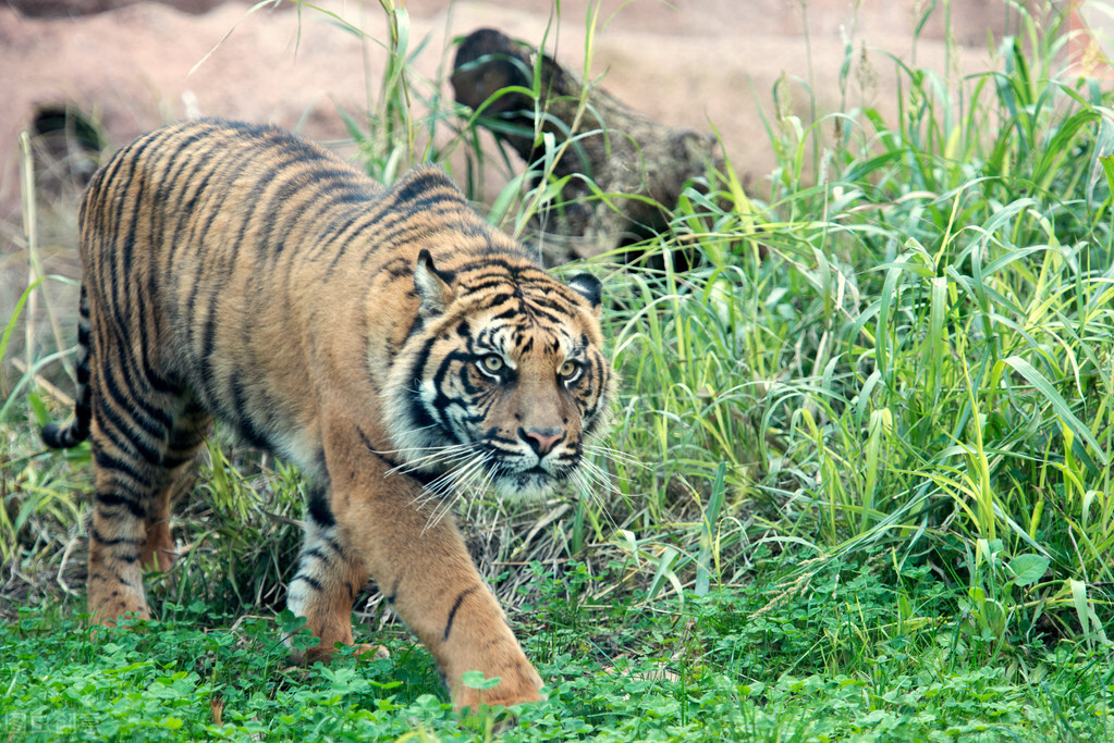 Who cut off the tiger's head?A headless tiger carcass floated in the ...