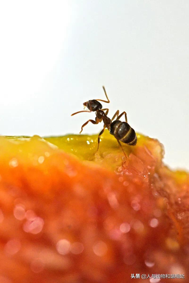 Why can human food attract insects? iNEWS