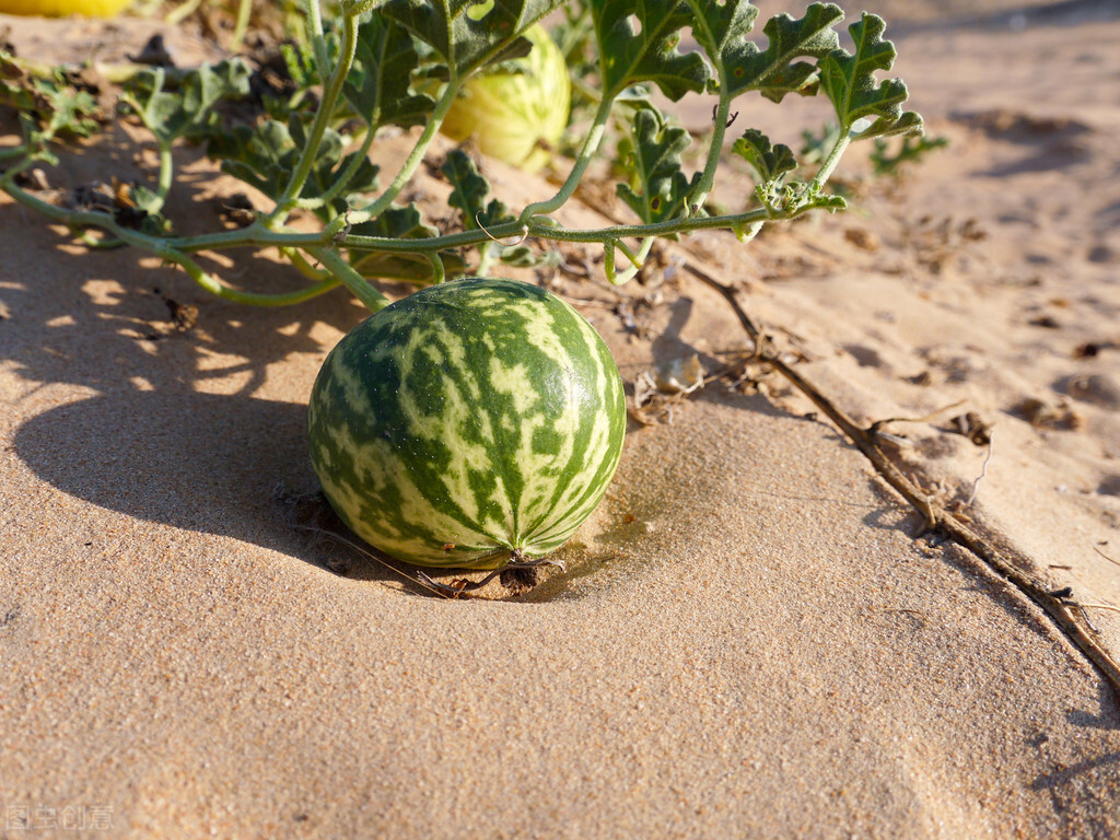 Watermelon originated in the hot and dry African desert, but why has it