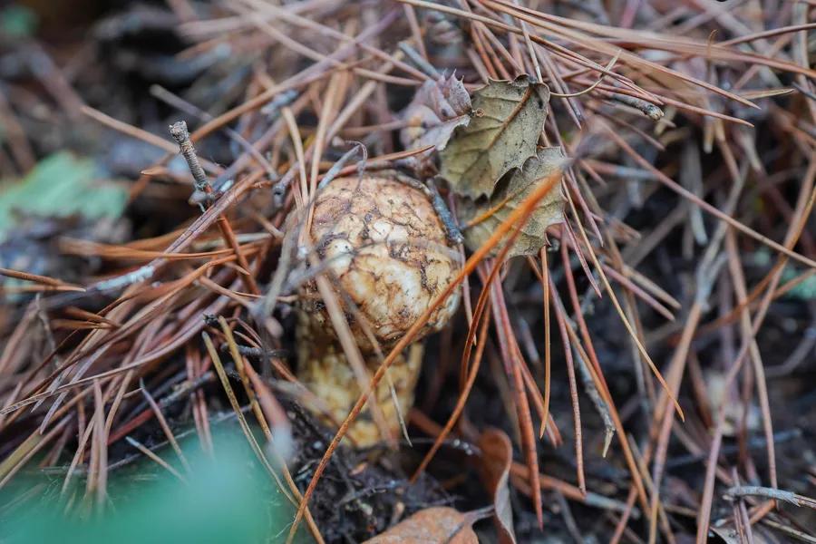 Which is better, Chinese matsutake or Japanese matsutake? iNEWS