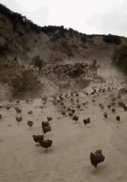 爆笑动态图片:兄弟别傻站着了,快跑吧,你身体吃不消的!