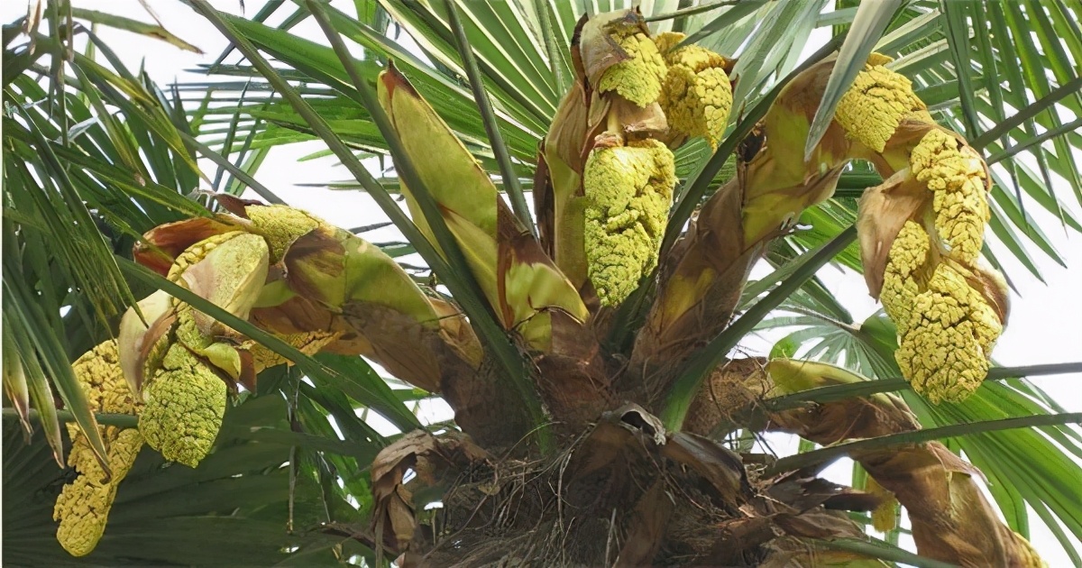 This kind of "fish roe" that grows on the tree can be eaten both raw