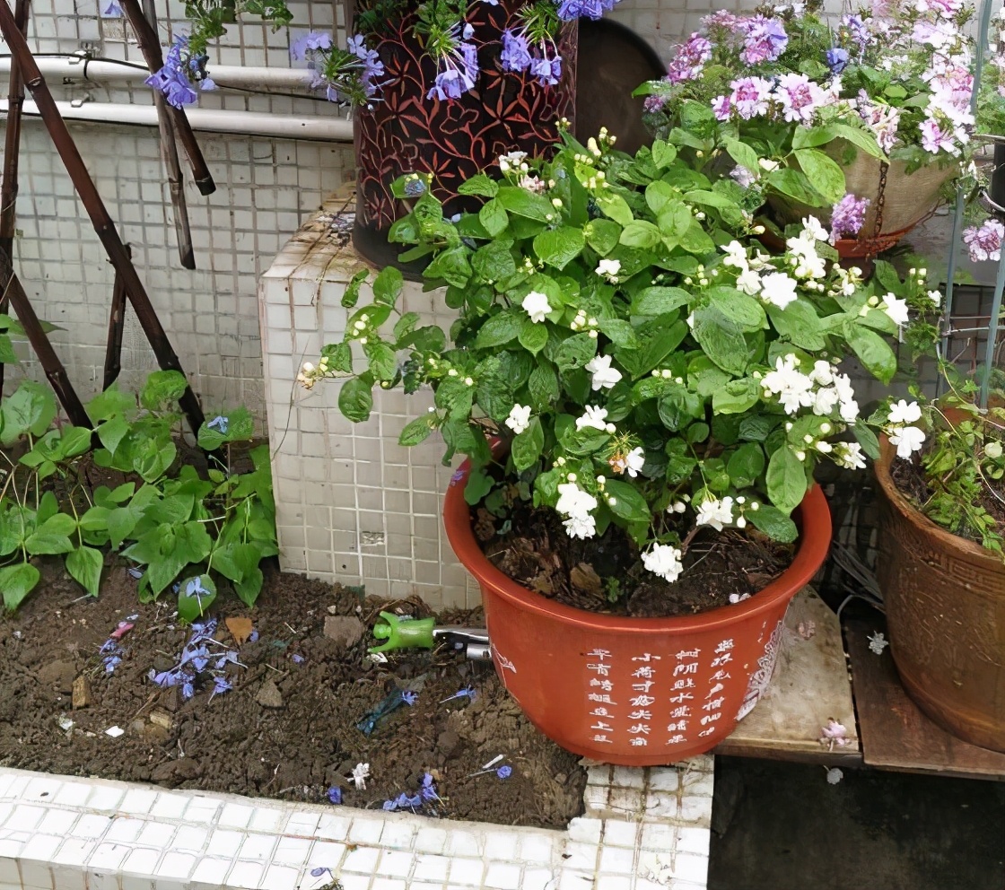 To make jasmine bloom more, remember the "4 steps", the leaves are