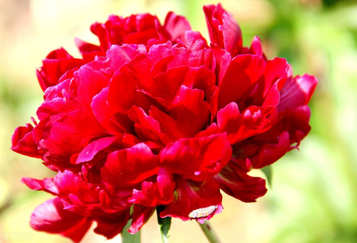 The reason and solution of peony not blooming iNEWS