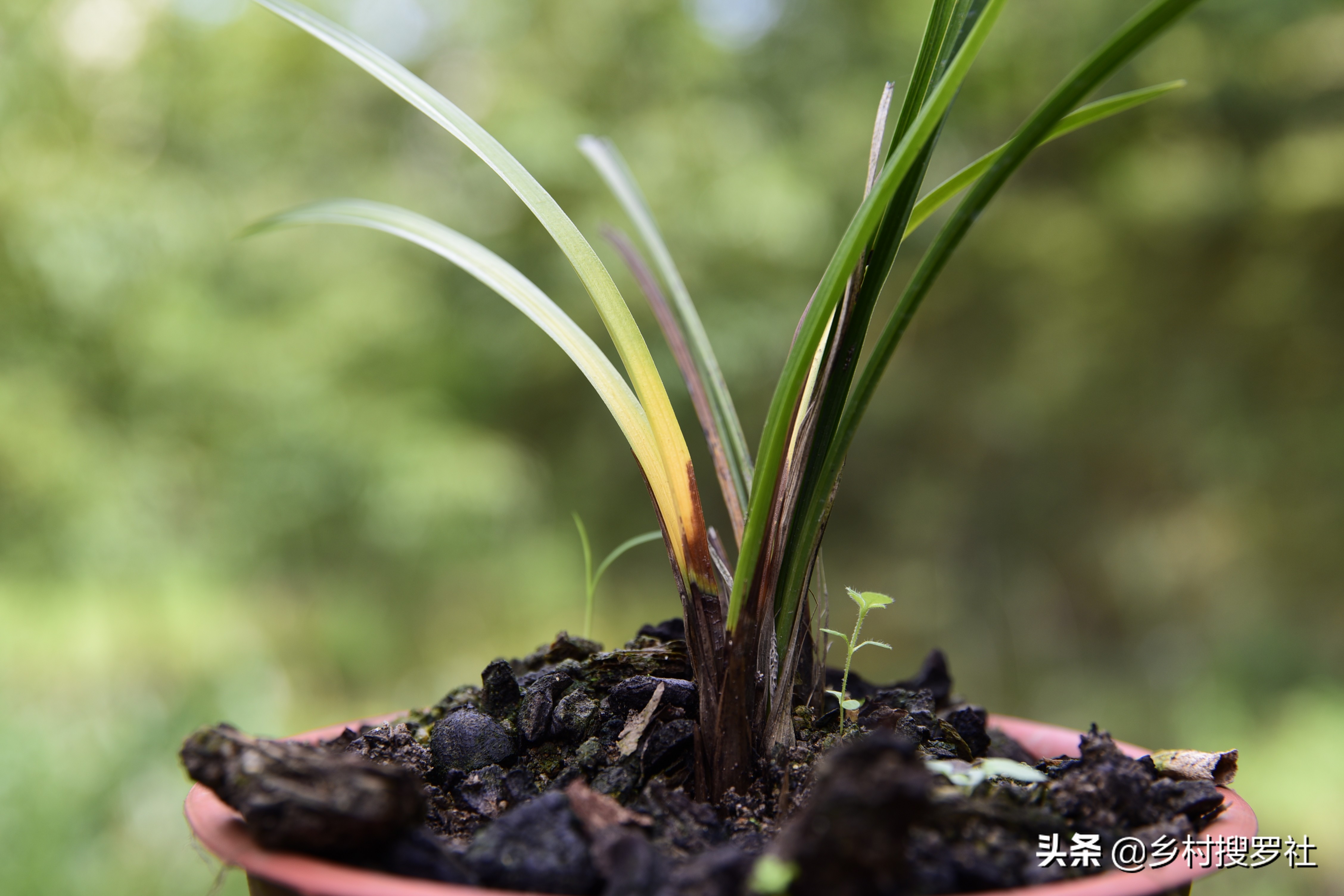 After orchid stem rot and soft rot have occurred, the flower pot can be