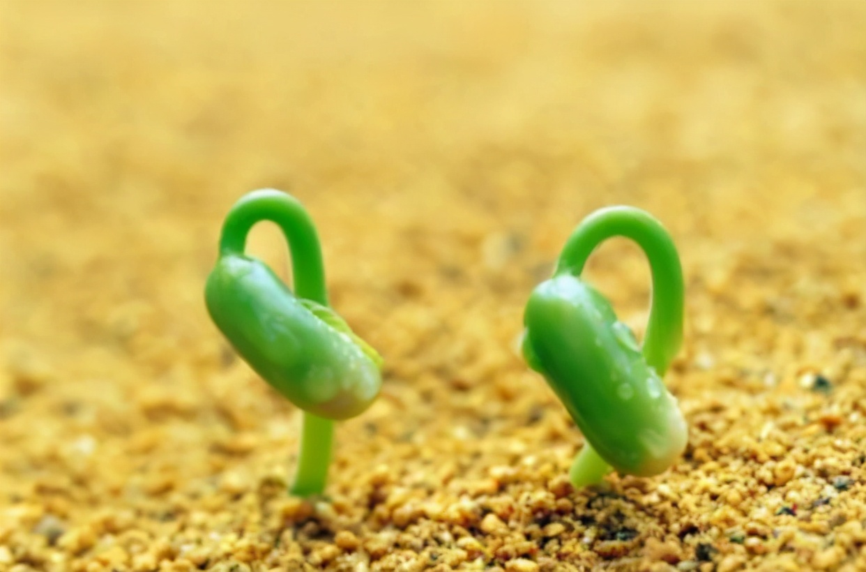 Potatoes, sweet potatoes, ginger and peanuts, can they be eaten after