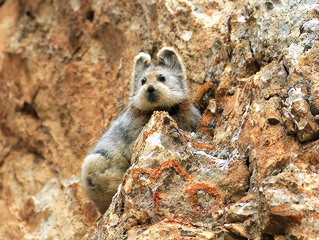 "Tianshan Wizard" Ili pika, disappeared for 22 years and reappeared ...