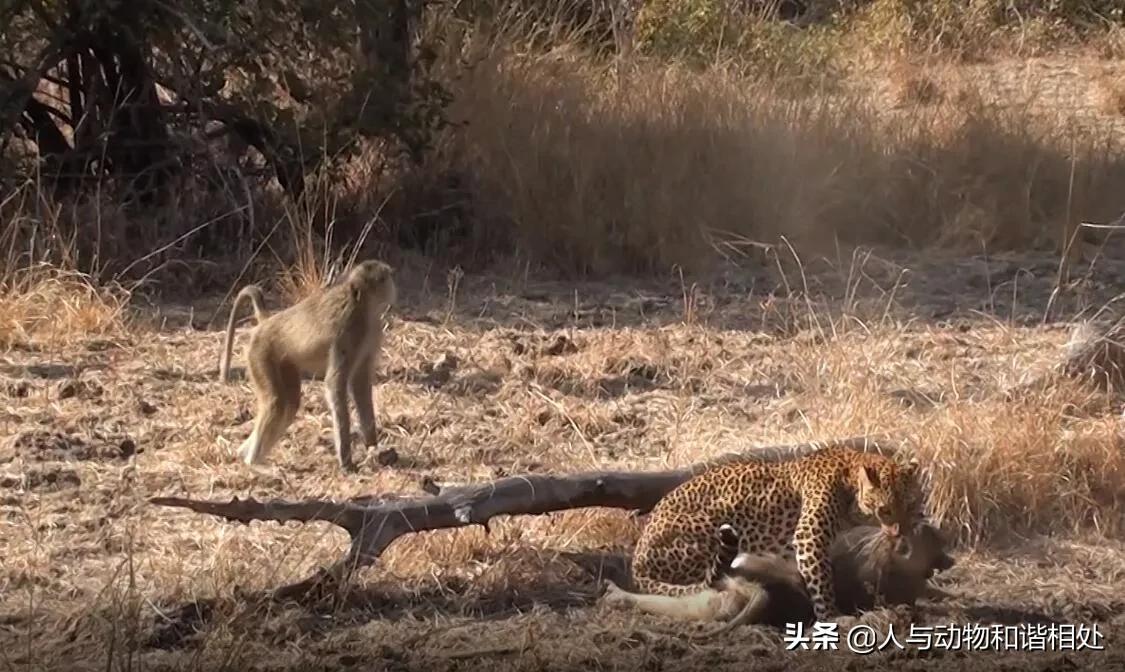 What is the experience of the animals living in Serengeti? - iNEWS