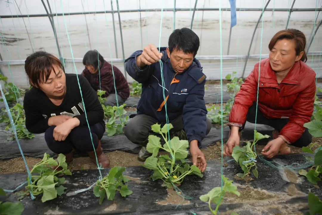 超级实用 手把手教你提产增效的4种蔬菜搭架法 蔬菜新闻 菜吧 阳台种菜 Caiba Org 菜吧 Caiba Org