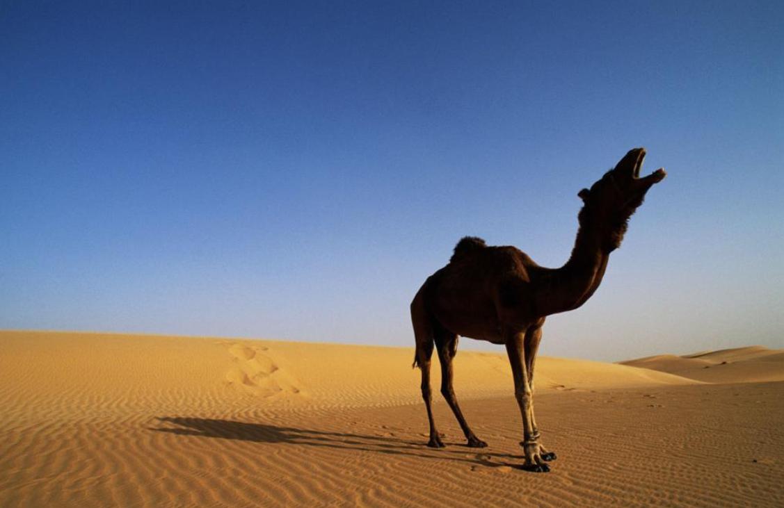 Lake Baikal has so much fresh water that 5 billion people can drink for