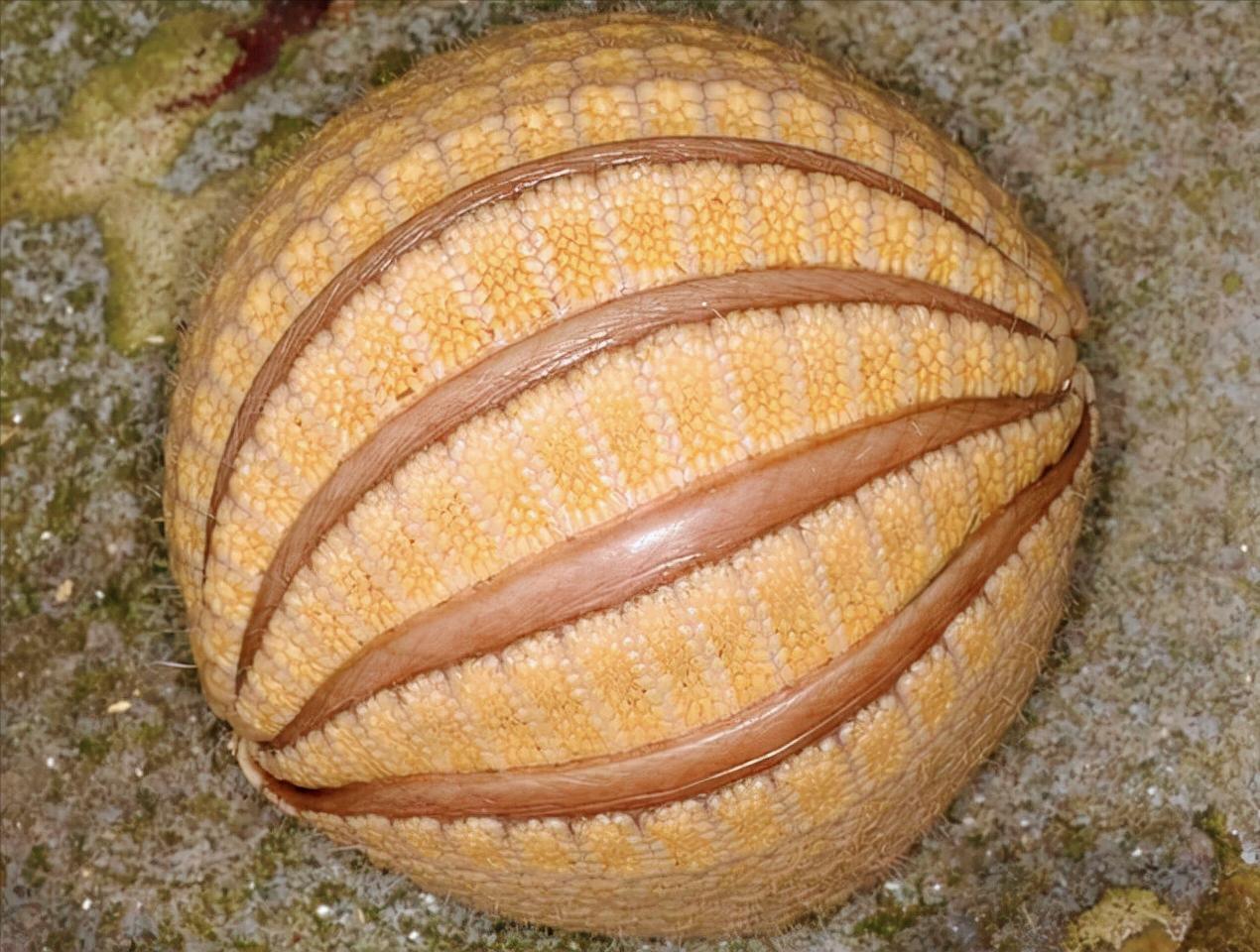 How hard is the armadillo shell that has lived for nearly 60 million